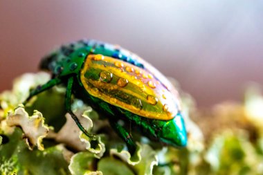 Beautiful green and yellow South American tropical beetle (Macraspis festiva) known as 