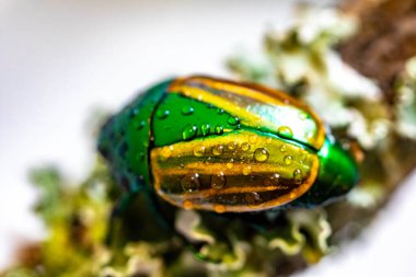 Beautiful green and yellow South American tropical beetle (Macraspis festiva) known as 