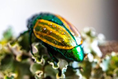 Beautiful green and yellow South American tropical beetle (Macraspis festiva) known as 