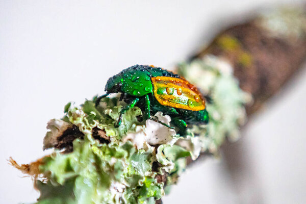 Beautiful green and yellow South American tropical beetle (Macraspis festiva) known as "brasileirinho"