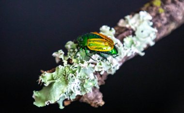 Beautiful green and yellow South American tropical beetle (Macraspis festiva) known as 