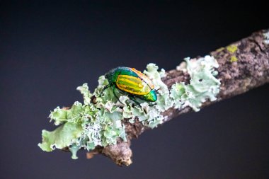 Beautiful green and yellow South American tropical beetle (Macraspis festiva) known as 