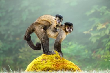 Mother with baby on back of Capuchin monkey (Simia apella) clipart