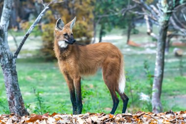 Vahşi Guar Kurdu (Chrysocyon brachyurus), Brezilya 'nın en nadir kurtlarından biri olan ve meyve ve etle beslenen Cerrado Biomu' nda yaşar..