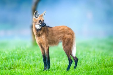 Vahşi Guar Kurdu (Chrysocyon brachyurus), Brezilya 'nın en nadir kurtlarından biri olan ve meyve ve etle beslenen Cerrado Biomu' nda yaşar..