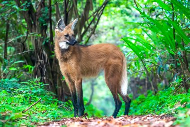 Vahşi Guar Kurdu (Chrysocyon brachyurus), Brezilya 'nın en nadir kurtlarından biri olan ve meyve ve etle beslenen Cerrado Biomu' nda yaşar..