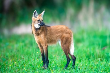 Vahşi Guar Kurdu (Chrysocyon brachyurus), Brezilya 'nın en nadir kurtlarından biri olan ve meyve ve etle beslenen Cerrado Biomu' nda yaşar..