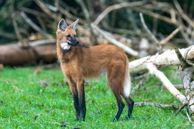 Vahşi Guar Kurdu (Chrysocyon brachyurus), Brezilya 'nın en nadir kurtlarından biri olan ve meyve ve etle beslenen Cerrado Biomu' nda yaşar..