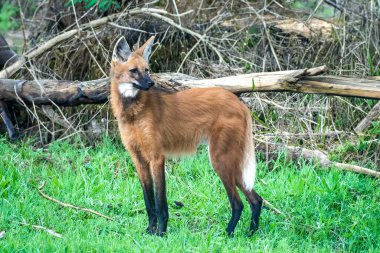 Vahşi Guar Kurdu (Chrysocyon brachyurus), Brezilya 'nın en nadir kurtlarından biri olan ve meyve ve etle beslenen Cerrado Biomu' nda yaşar..