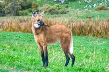 Vahşi Guar Kurdu (Chrysocyon brachyurus), Brezilya 'nın en nadir kurtlarından biri olan ve meyve ve etle beslenen Cerrado Biomu' nda yaşar..