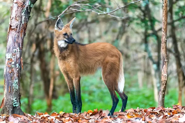 Vahşi Guar Kurdu (Chrysocyon brachyurus), Brezilya 'nın en nadir kurtlarından biri olan ve meyve ve etle beslenen Cerrado Biomu' nda yaşar..