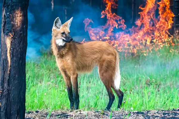 Vahşi Guar Kurdu (Chrysocyon brachyurus), Brezilya 'nın en nadir kurtlarından biri olan ve meyve ve etle beslenen Cerrado Biomu' nda yaşar..