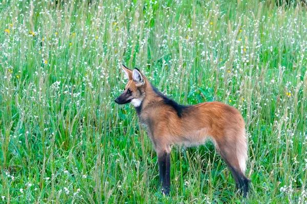 Vahşi Guar Kurdu (Chrysocyon brachyurus), Brezilya 'nın en nadir kurtlarından biri olan ve meyve ve etle beslenen Cerrado Biomu' nda yaşar..