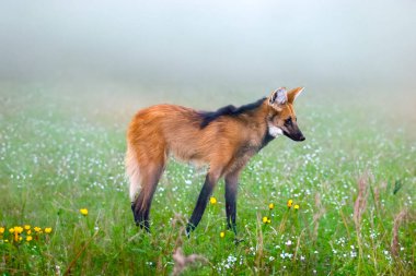 Vahşi Guar Kurdu (Chrysocyon brachyurus) Brezilya 'nın Cerrado Biomu' nda yaşar. 