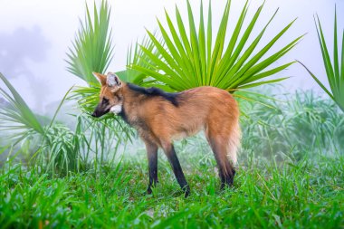 Vahşi Guar Kurdu (Chrysocyon brachyurus) Brezilya 'nın Cerrado Biomu' nda yaşar. 