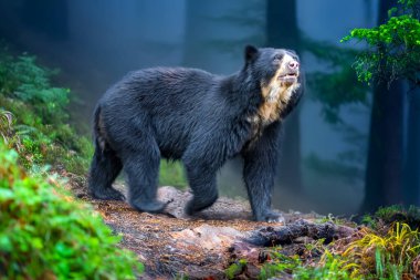 South american Spectacled bear (Tremarctos ornatus) sitting on wooden dais in selective focus.  clipart