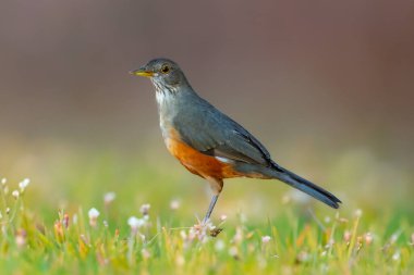 Turuncu ardıç kuşu Turdus rufiventris, sabi-laranjeira. Ahenkli ve çok güzel bir şarkısı olan tipik bir Brezilyalı kuş..