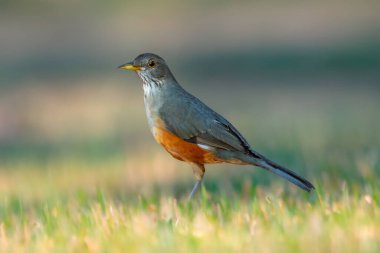 Turuncu ardıç kuşu Turdus rufiventris, sabi-laranjeira. Ahenkli ve çok güzel bir şarkısı olan tipik bir Brezilyalı kuş..