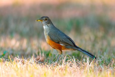 Turuncu ardıç kuşu Turdus rufiventris, sabi-laranjeira. Ahenkli ve çok güzel bir şarkısı olan tipik bir Brezilyalı kuş..