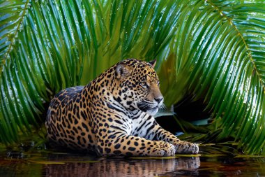 Vahşi Güney Amerika jaguarı (Panthera onca). Tropik kedi 