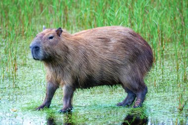 Vahşi Capybara tropikal Güney Amerika portresi