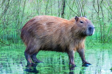 Vahşi Capybara tropikal Güney Amerika portresi