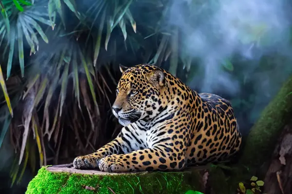 Vahşi Güney Amerika jaguarı (Panthera onca). Tropik kedi 