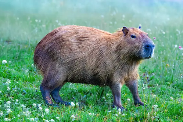 Vahşi Capybara tropikal Güney Amerika portresi