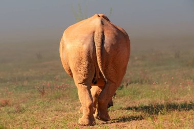 Creative photo of an African white rhino in portrait from behind clipart