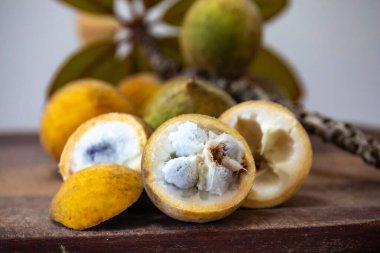 Curriola (Pouteria ramiflora) Brezilya Cerrado Biomu 'ndan yabani meyve