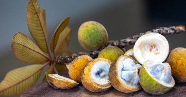 Curriola (Pouteria ramiflora) Brezilya Cerrado Biomu 'ndan yabani meyve