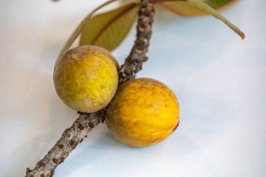 Curriola (Pouteria ramiflora) Brezilya Cerrado Biomu 'ndan yabani meyve