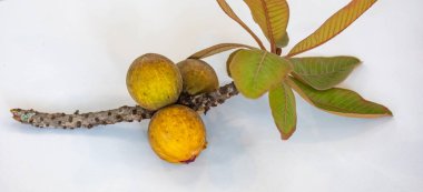 Curriola (Pouteria ramiflora) Brezilya Cerrado Biomu 'ndan yabani meyve