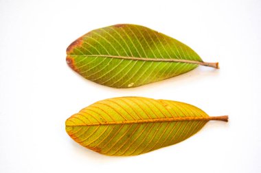 Curriola (Pouteria ramiflora) Brezilya Cerrado Biomu 'ndan yabani meyve