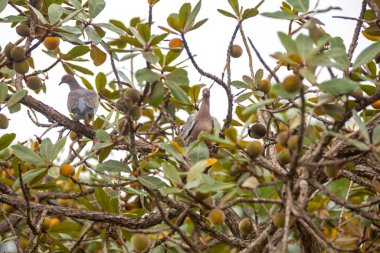 Curriola (Pouteria ramiflora) Brezilya Cerrado Biomu 'ndan yabani meyve