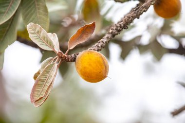 Curriola (Pouteria ramiflora) Brezilya Cerrado Biomu 'ndan yabani meyve