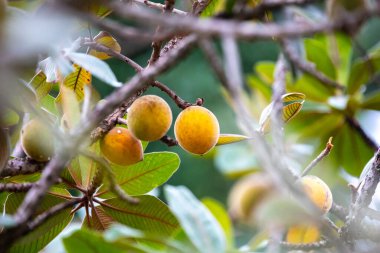 Curriola (Pouteria ramiflora) Brezilya Cerrado Biomu 'ndan yabani meyve