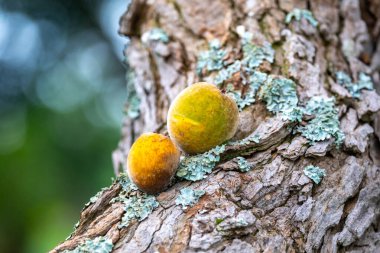 Curriola (Pouteria ramiflora) Brezilya Cerrado Biomu 'ndan yabani meyve