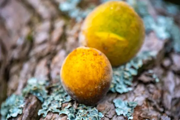 Curriola (Pouteria ramiflora) Brezilya Cerrado Biomu 'ndan yabani meyve