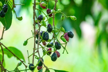 Jamelo meyveleri (Syzygium cumini) ayrıntılı olarak