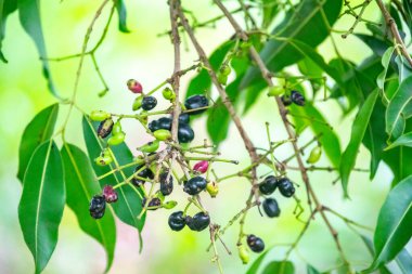 jamelo fruits (Syzygium cumini) in detail clipart