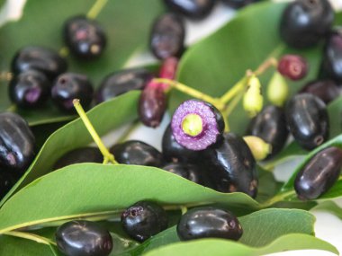 jamelo fruits (Syzygium cumini) in detail clipart