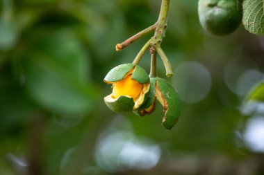 Olgun Pequi meyvesi (Caryocar brasiliense), Brezilya Cerrado Biomu 'nun tipik yabani meyveleri.