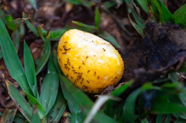 Olgun Pequi meyvesi (Caryocar brasiliense), Brezilya Cerrado Biomu 'nun tipik yabani meyveleri.