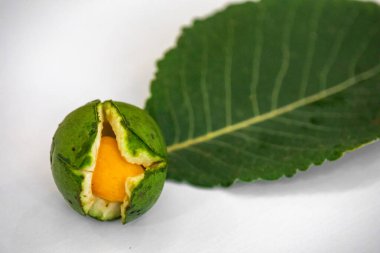Olgun Pequi meyvesi (Caryocar brasiliense), Brezilya Cerrado Biomu 'nun tipik yabani meyveleri.