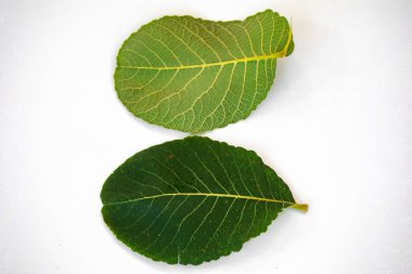 Olgun Pequi meyvesi (Caryocar brasiliense), Brezilya Cerrado Biomu 'nun tipik yabani meyveleri.