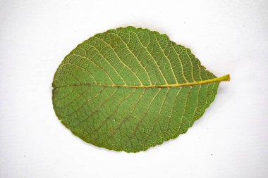 Olgun Pequi meyvesi (Caryocar brasiliense), Brezilya Cerrado Biomu 'nun tipik yabani meyveleri.