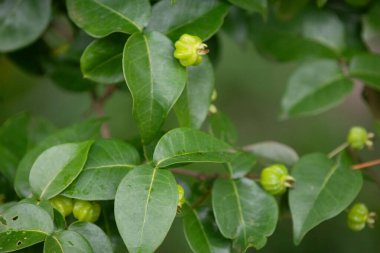 Pitanga meyveleri (Eugenia uniflora), ağaçta ve bulanık arka planda