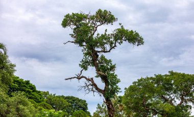 old tall tree isolated in the rainforest clipart