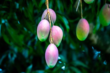 Ağaçta olgun tropikal mango meyveleri